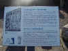 ferns-info.jpg