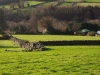 green-fields.jpg