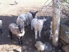 lamb-gang.jpg